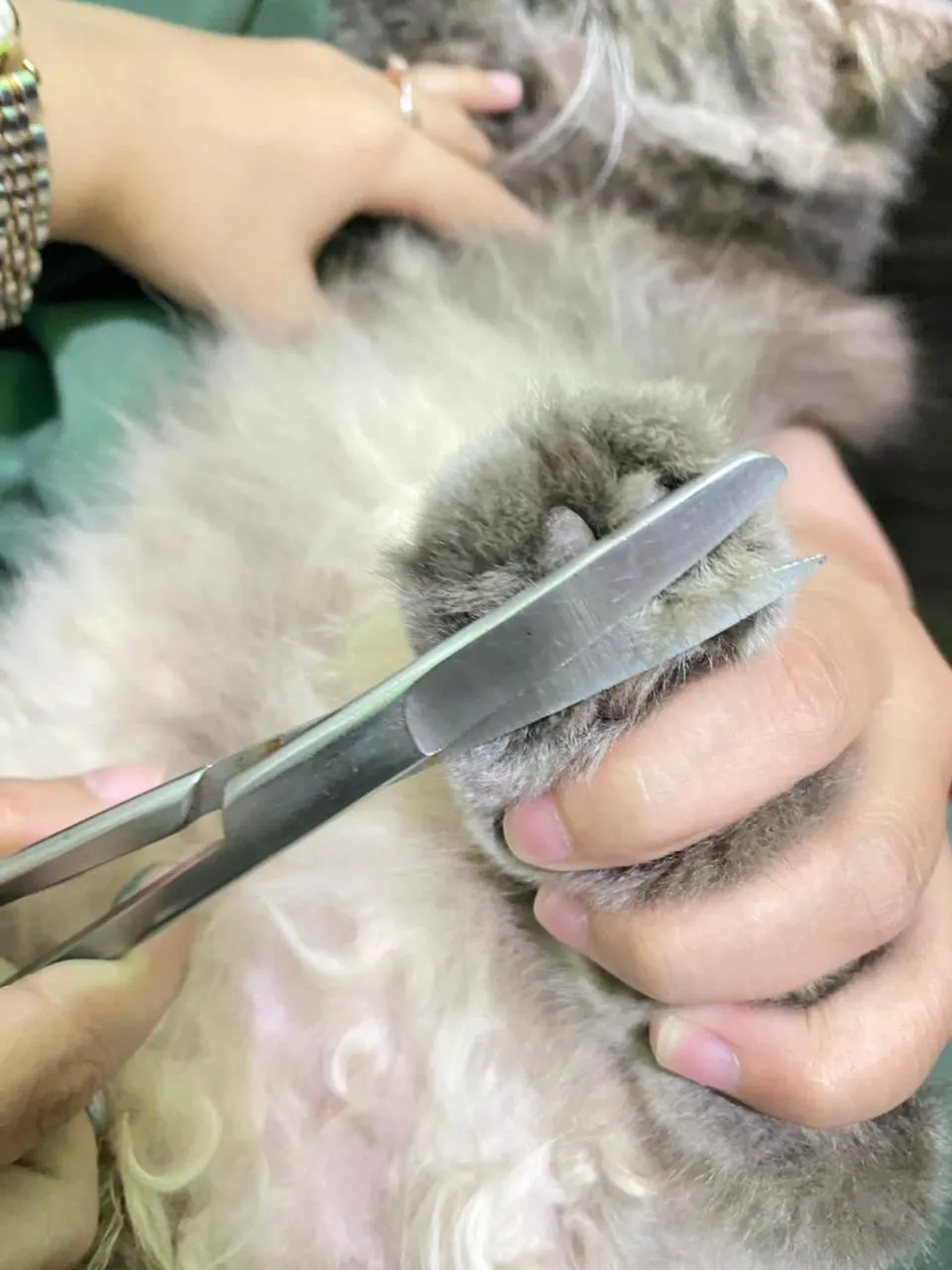 Suasana grooming di Booboo Pet Care