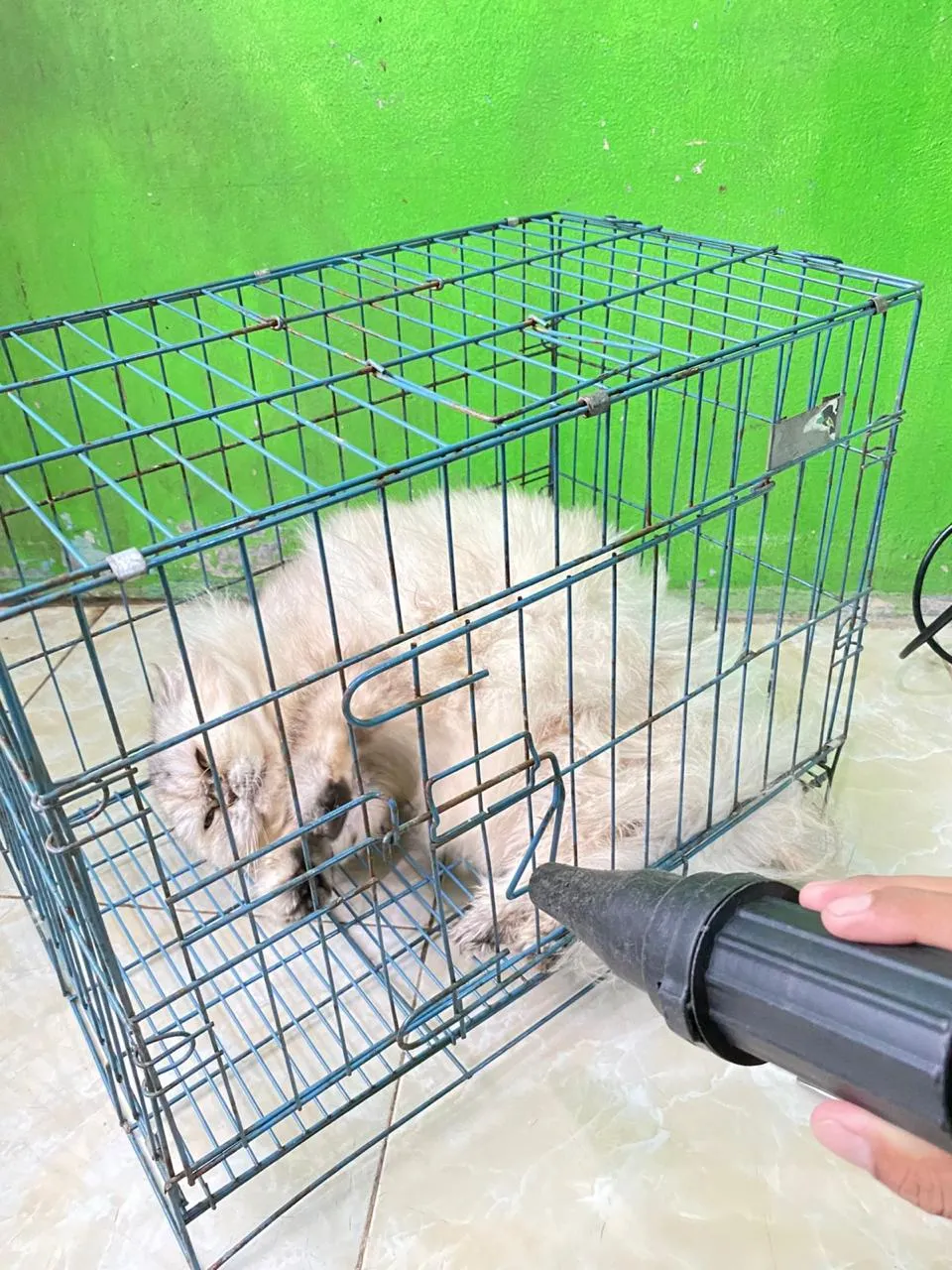 Peralatan grooming di Booboo Pet Care