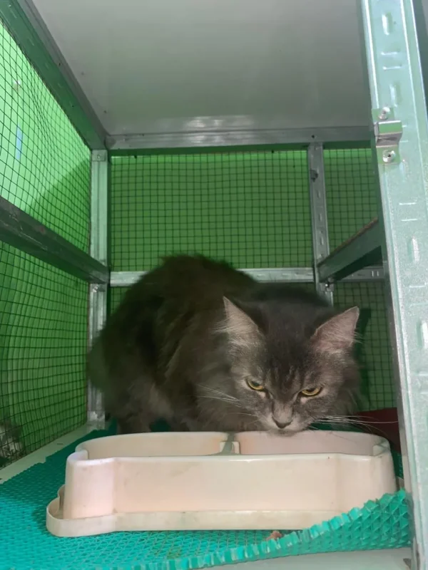 Pet Hotel Booboo Pet Care tempat nyaman dan aman untuk hewan peliharaan