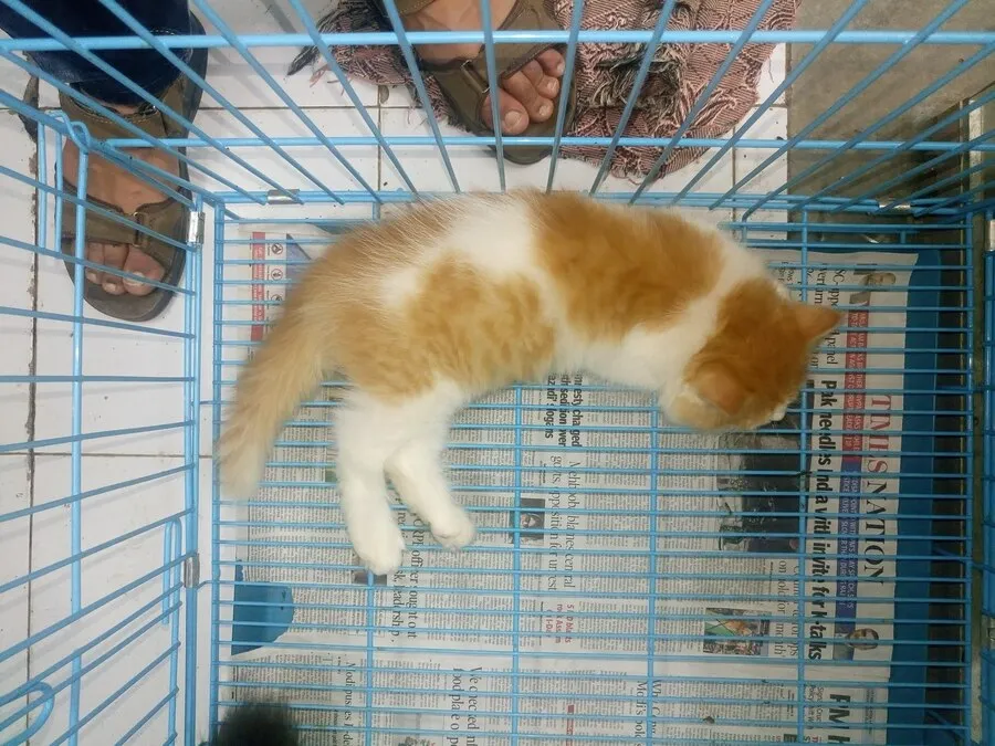 Kenalan dengan Booboo