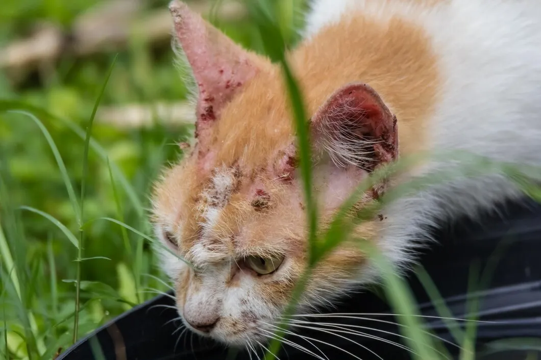 Cara Mengatasi Kucing Jamuran dengan Perawatan Profesional