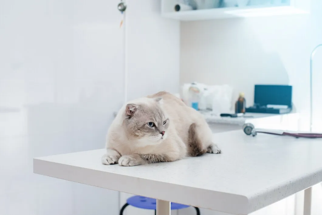 Dokter Hewan Cianjur: Rawat Anabul Kesayanganmu Disini!