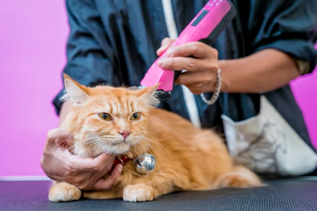 Booboo Pet Care Cianjur: Solusi Perawatan Hewan Peliharaan Terbaik