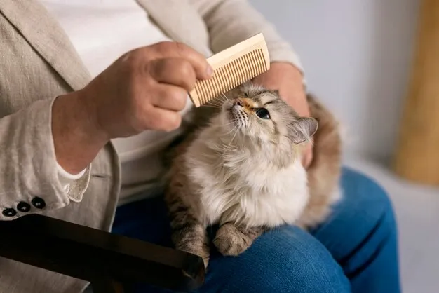 Cara Merawat Kucing