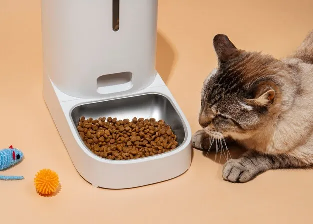 Cara Merawat Kucing