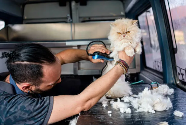 Lion Cut untuk Kucing