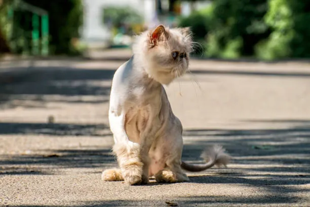 Lion Cut untuk Kucing