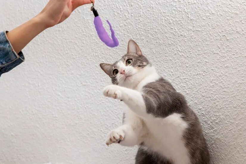 mencegah virus pada kucing