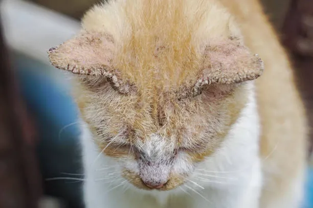 jamur pada kucing
