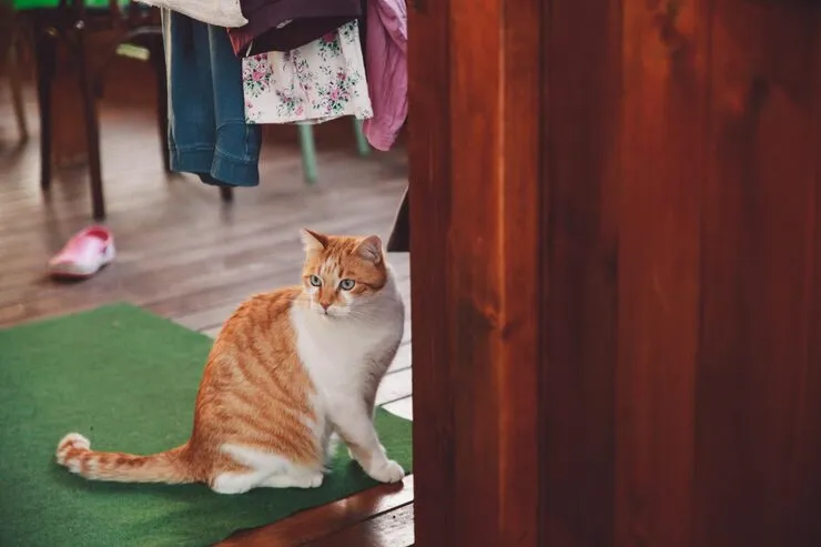 Chlamydia pada Kucing