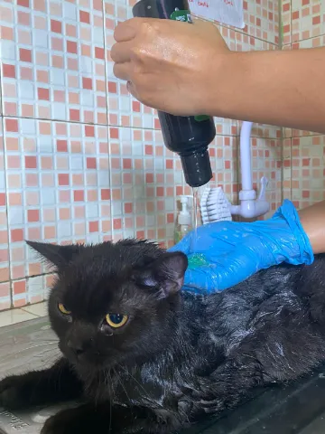 Kucing sedang grooming, bulu sehat dan bersih