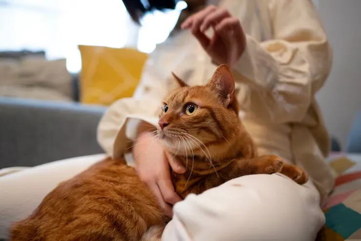 Sterilisasi Kucing