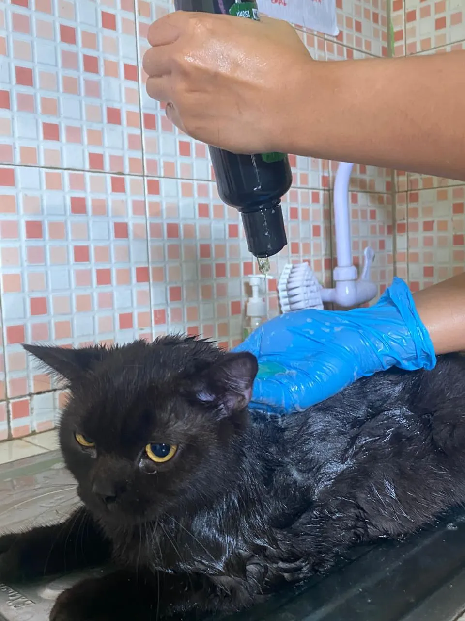 Dokumentasi Booboo Pet Care 10