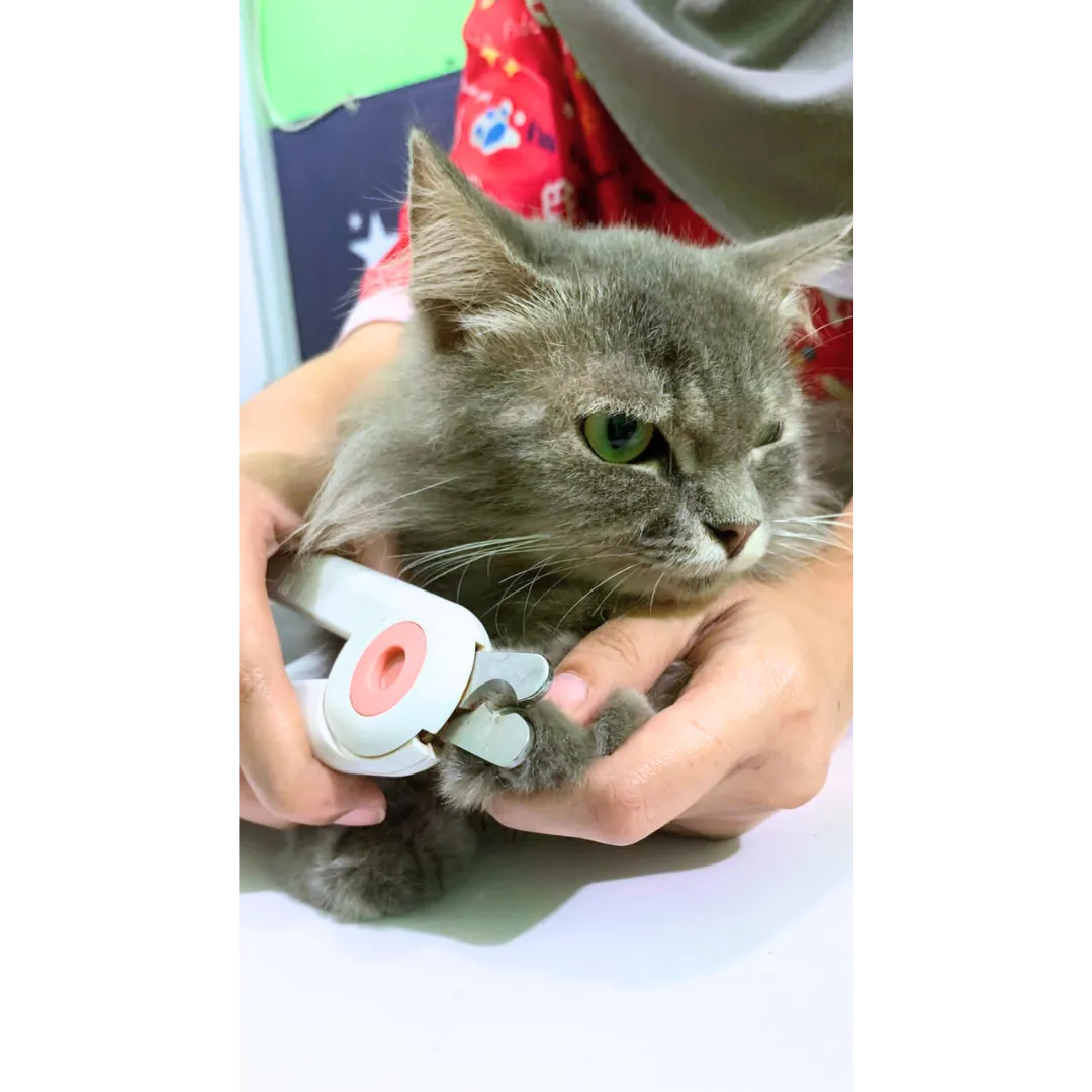 Dokumentasi Booboo Pet Care 36