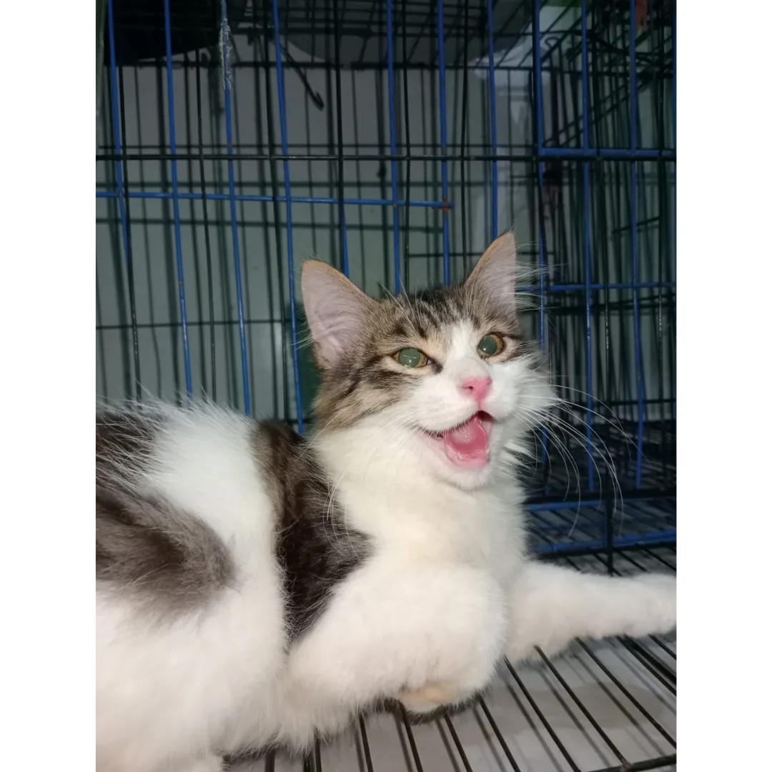 Dokumentasi Booboo Pet Care 37