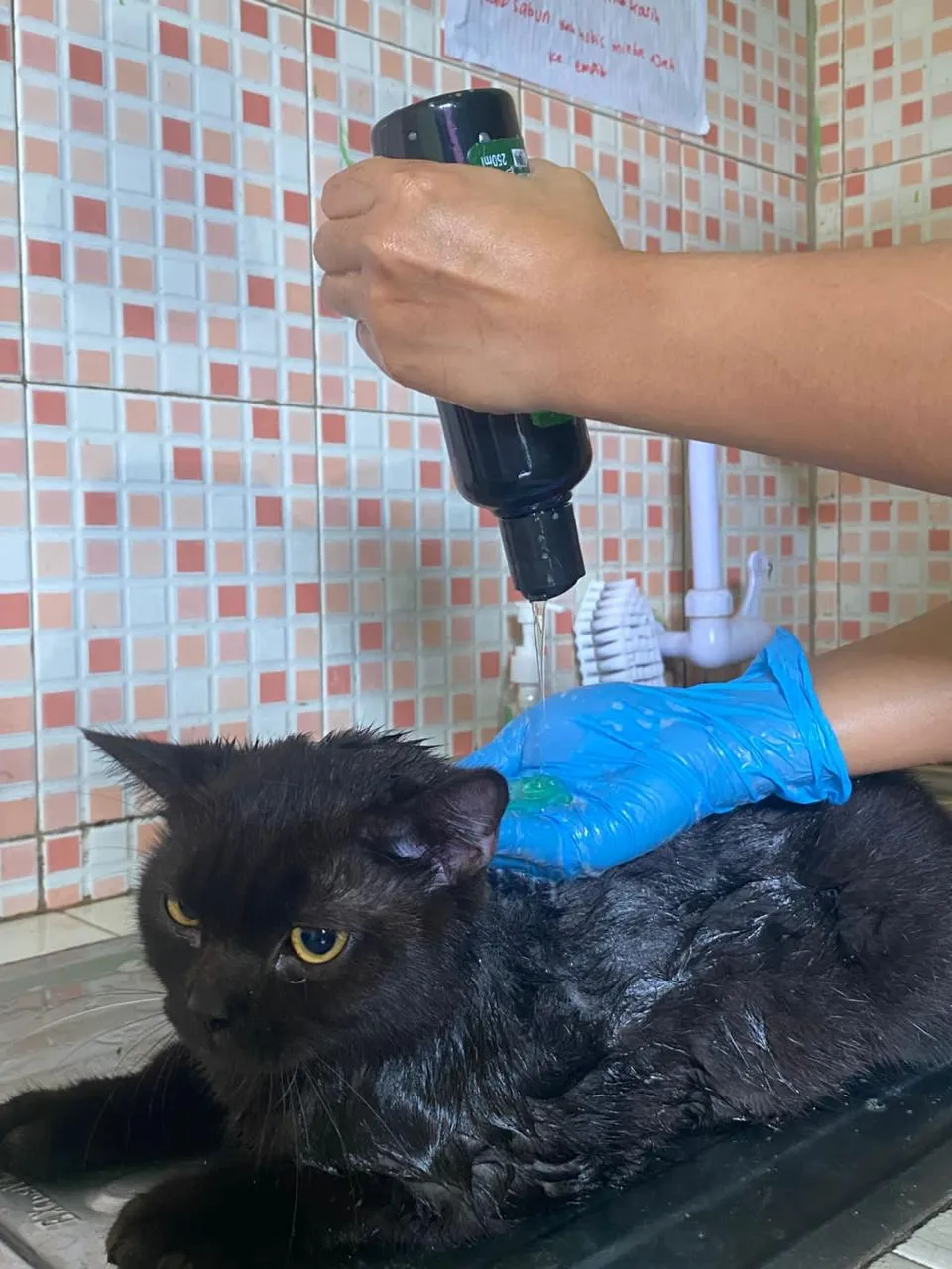 Dokumentasi Booboo Pet Care 4