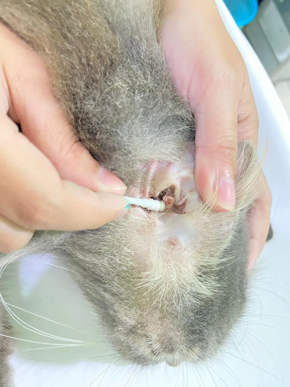 Dokumentasi Booboo Pet Care 5