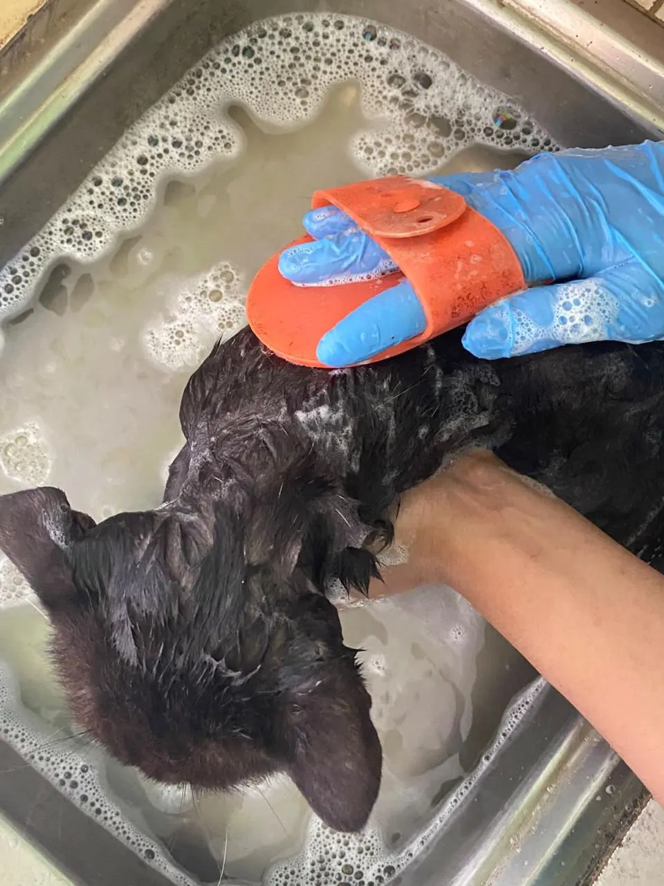 Dokumentasi Booboo Pet Care 9
