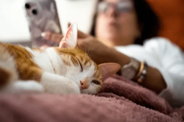 Kucing Mencintai Pemiliknya