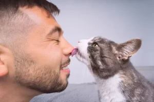 Tanda Kucing Mencintai Pemiliknya: Cara Kucing Menunjukkan Rasa Sayang